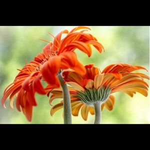 Meet your Posher, Raymond